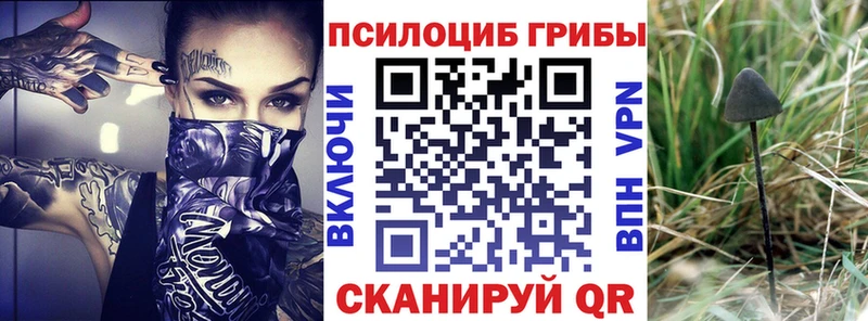 купить   hydra ссылки  Галлюциногенные грибы Psilocybe  Буйнакск 
